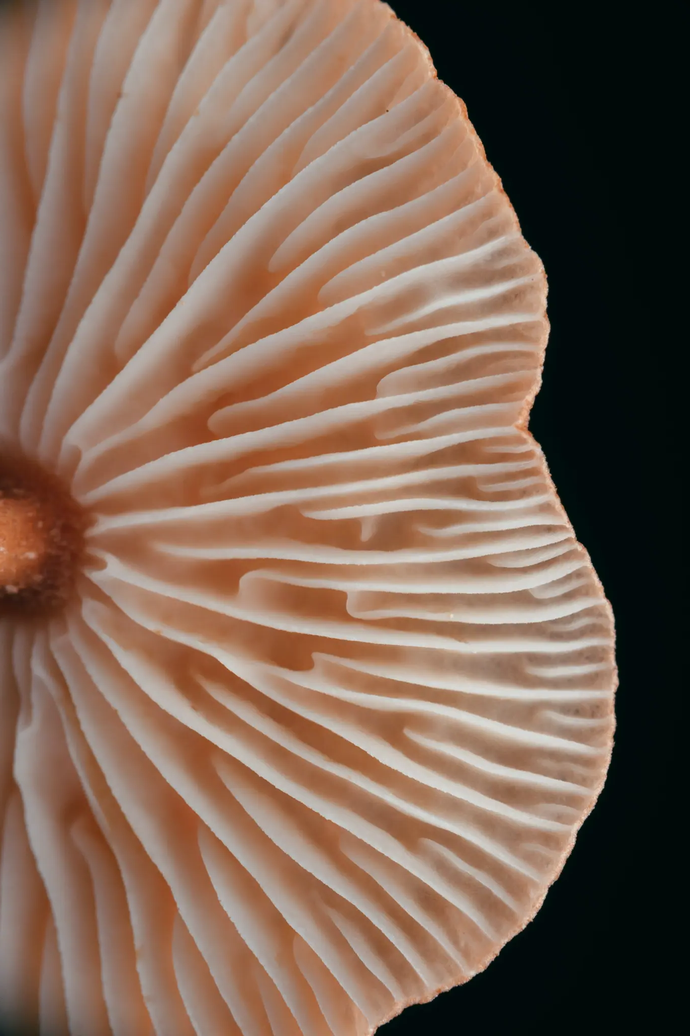 Macro view of pale peach mushroom gills
